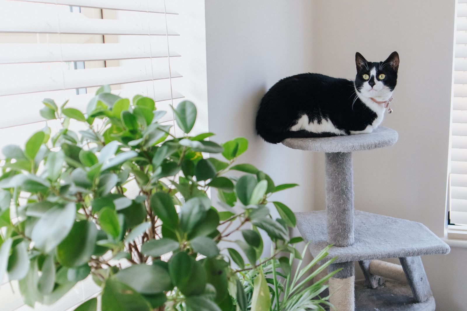 A cat resting on a minimalist wooden cat tower near a sunlit window