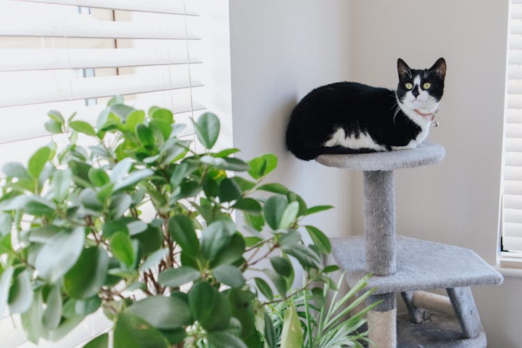 Cute Cat Resting On Tower Near Wall