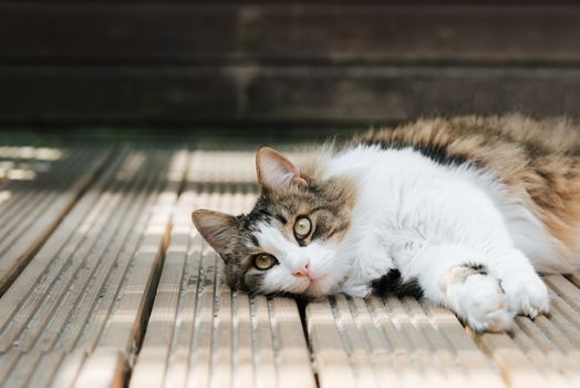 一只毛茸茸的猫安详地躺在木甲板上，沐浴着阳光