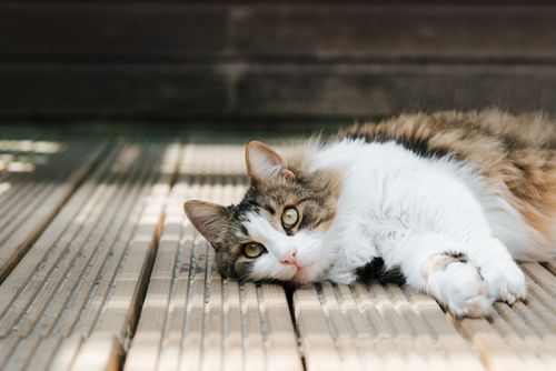 Free Cute cat with concentrated gaze lying on wooden ribbed walkway while looking up in sunlight Stock Photo