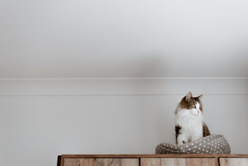 From below of cute fluffy cat sitting on cozy bed near white wall while looking away in house