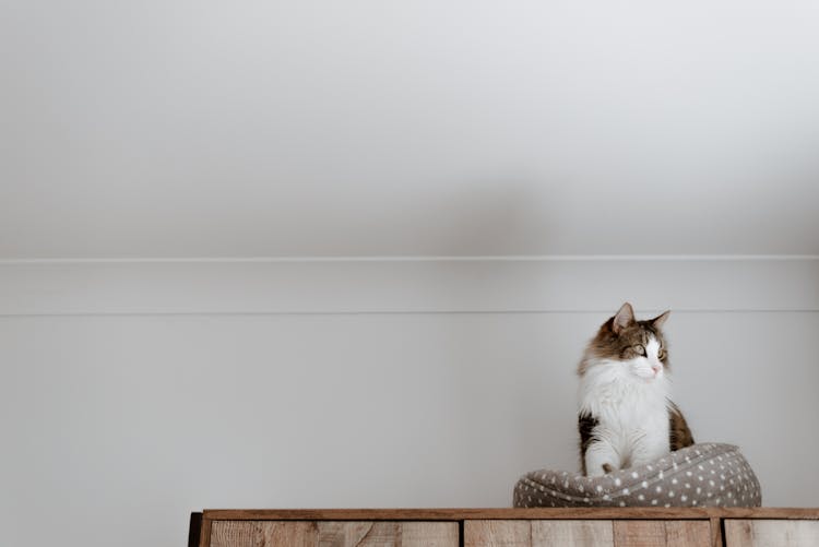 Adorable Cat Resting On Soft Bed On Closet