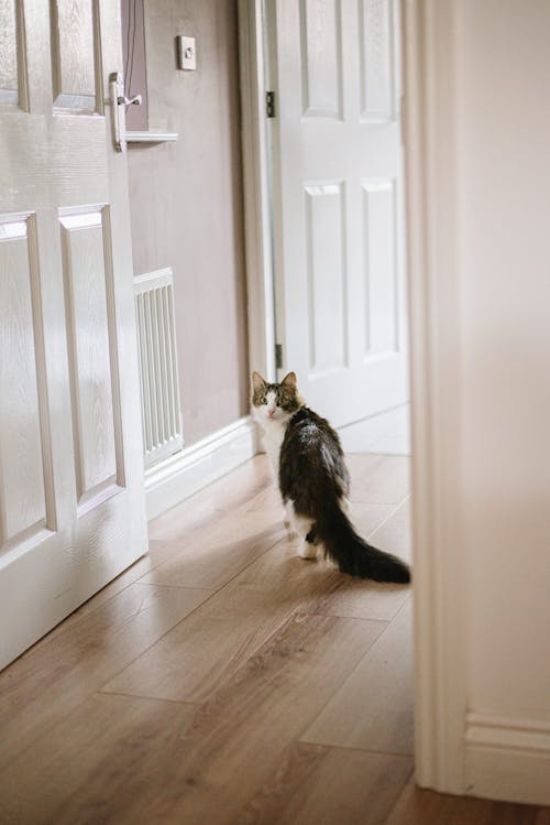 Adorable Chat Marchant Sur Parquet à La Maison