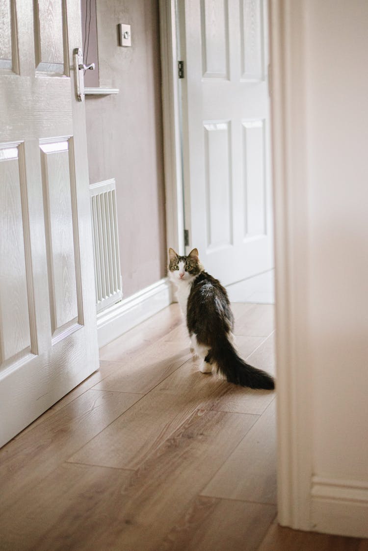 Adorable Cat Walking On Parquet At Home