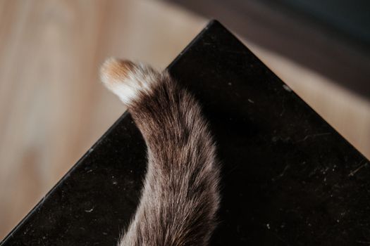 家猫毛茸茸的尾巴上方，是家中的黑色大理石桌子