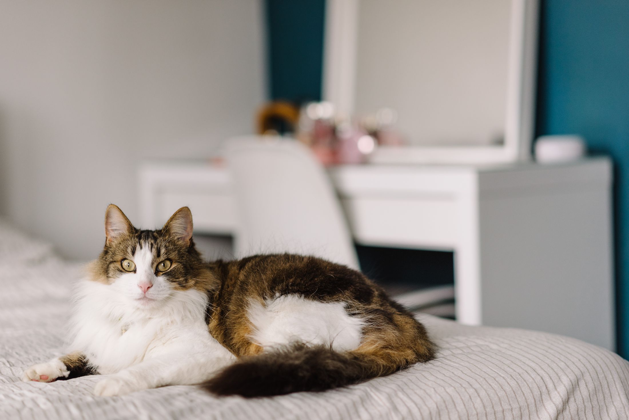 Cat relaxing comfortably at home during pet sitting
