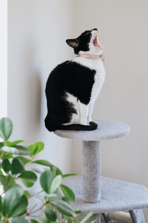 Cute domestic cat yawning while sitting on gray soft cat tower in room at home