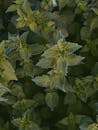 Overhead green stinging nettle plants vegetating tightly to each other on lush meadow in woodland