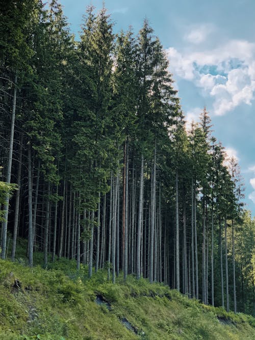 Darmowe zdjęcie z galerii z błękitne niebo, botaniczny, botanika