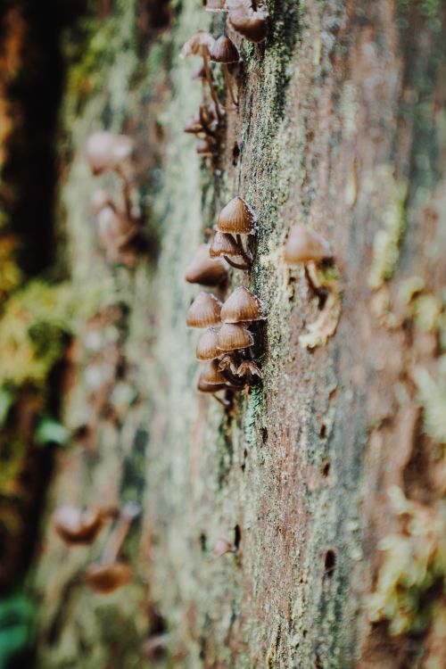 Free Detailed vertical shot of mushrooms growing on a mossy tree trunk, showcasing natural textures. Stock Photo