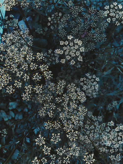 Free Top view tender Gypsophila Paniculata plants with white tiny flowers on thin stems growing in verdant summer nature Stock Photo