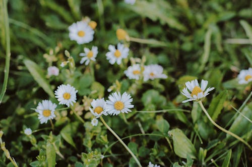 特写, 白色的花朵, 綻放的花朵 的 免费素材图片