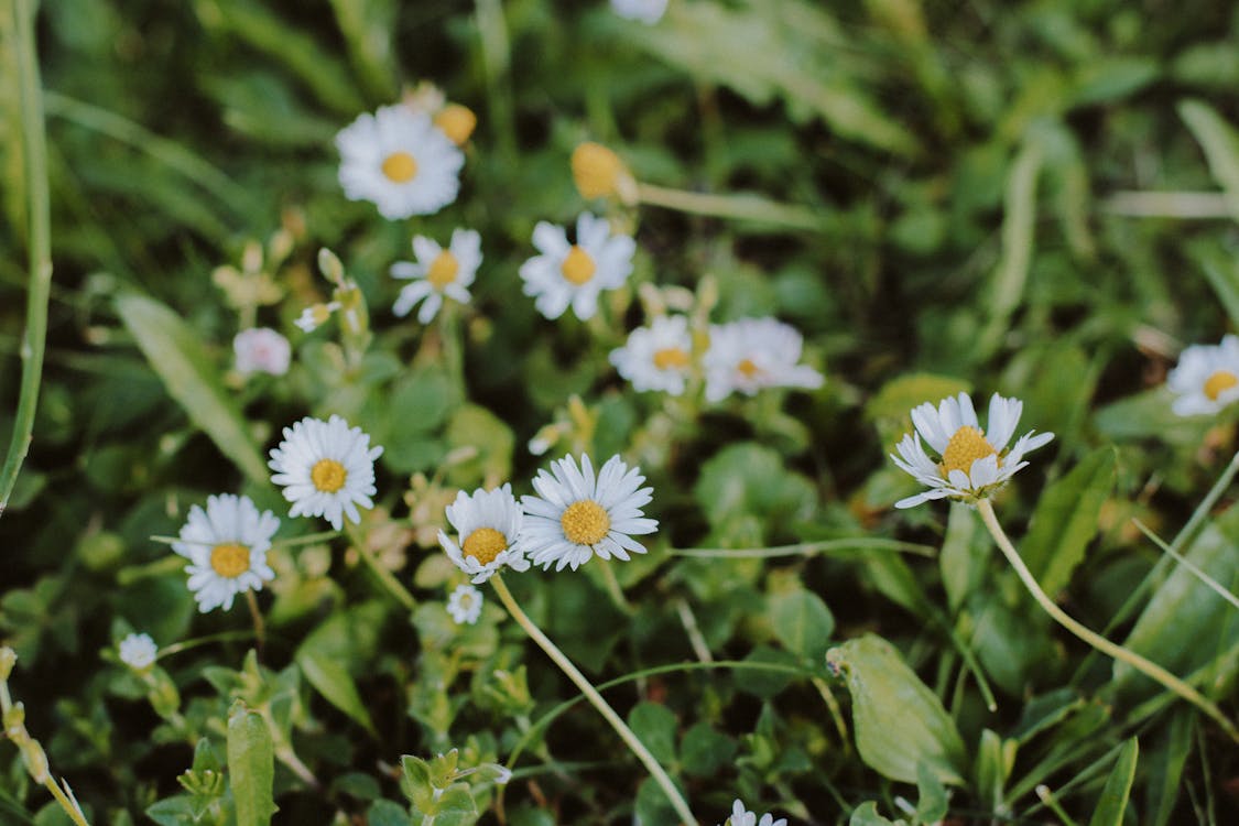 Foto profissional grátis de fechar-se, floração, flores brancas