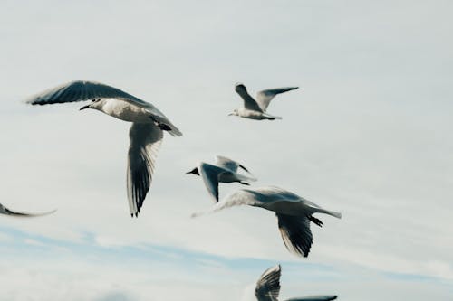 무료 갈매기, 날으는, 동물의 무료 스톡 사진