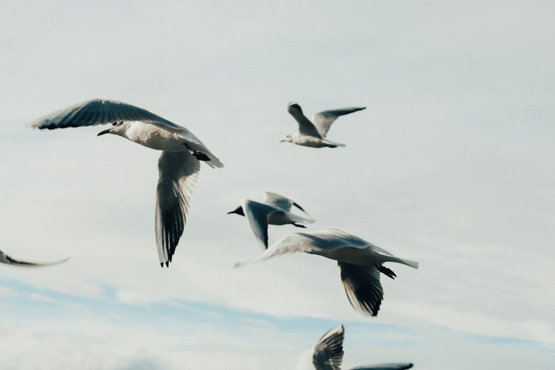 White and Black Birds Flying Under the Blue Sky