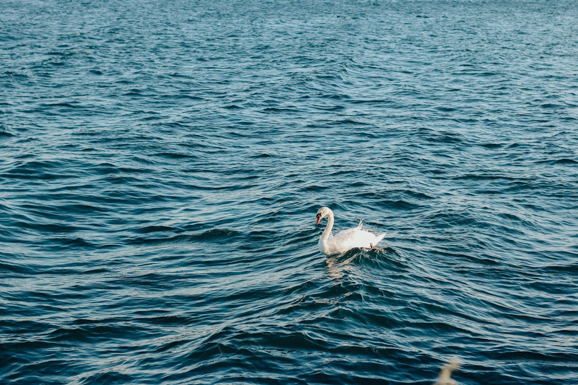 White Swan on the Ocean