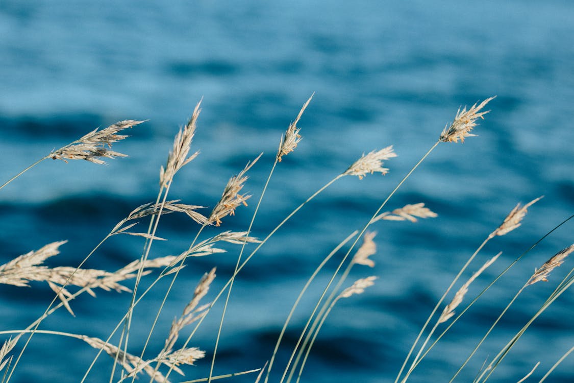 Бесплатное стоковое фото с ветреный, зерна, природа