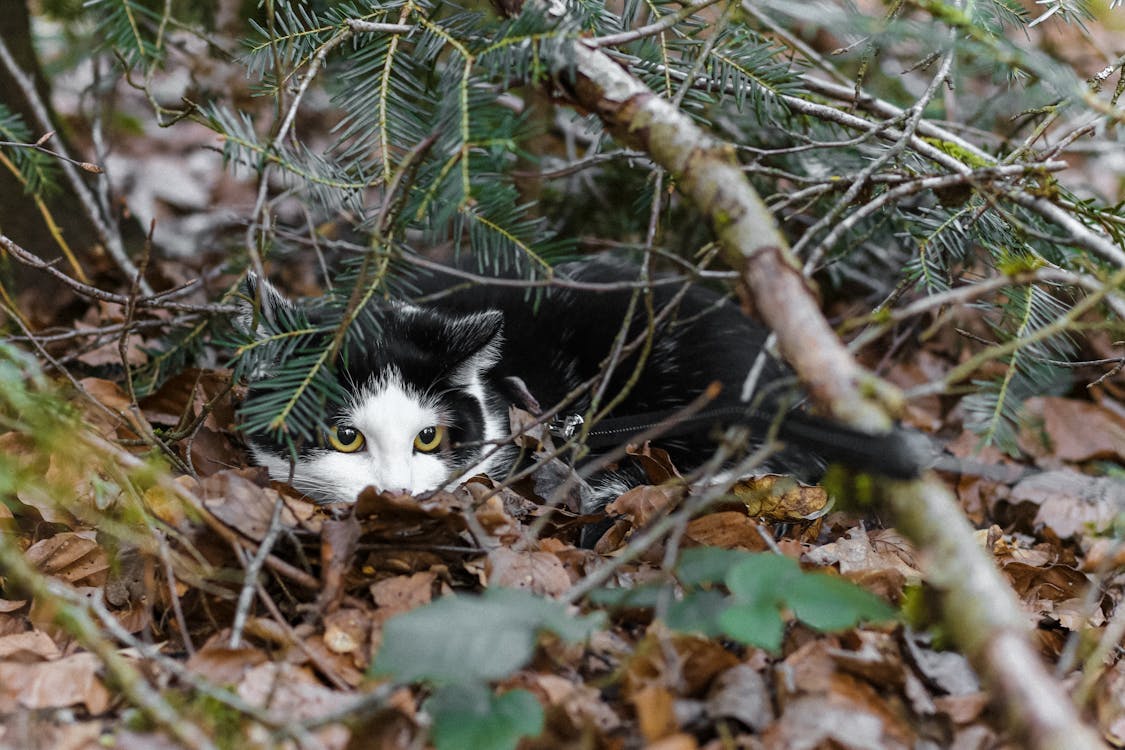 Kostnadsfri bild av däggdjur, djur, djurfotografi