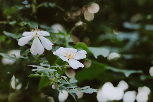 Free Бесплатное стоковое фото с белые цветы, зеленые листья, крупный план Stock Photo