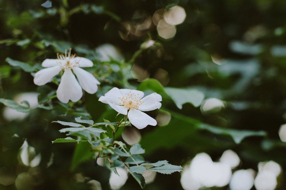 Fotobanka s bezplatnými fotkami na tému biele kvety, kvetinová fotografia, kvitnutie