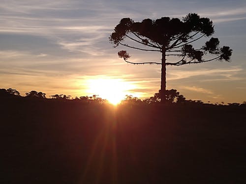 Free stock photo of brazilian tree, sunset Stock Photo