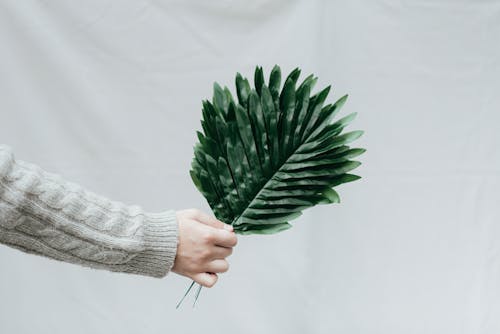 Hand of person with green leaves of plant