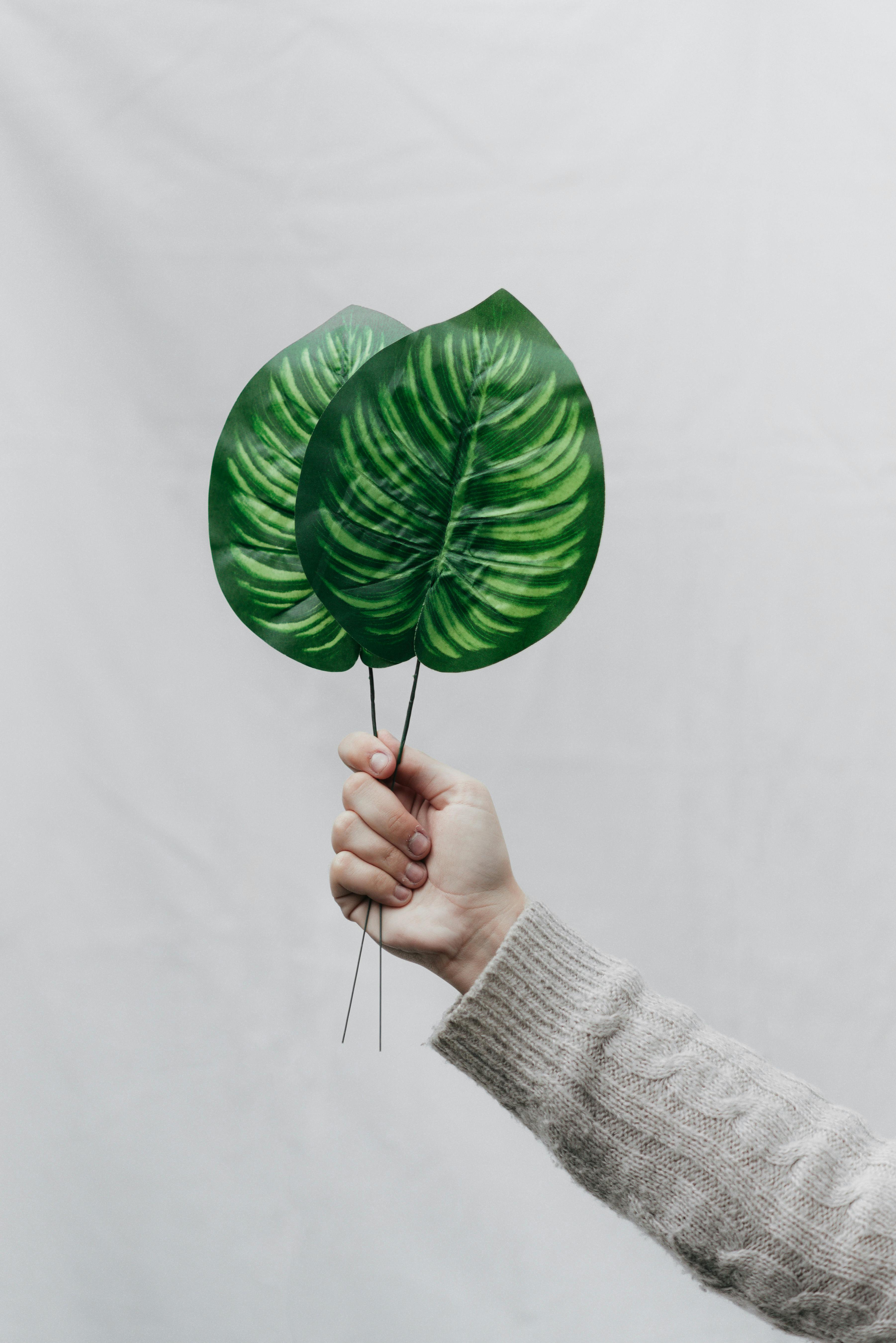 person showing green tropical leaves