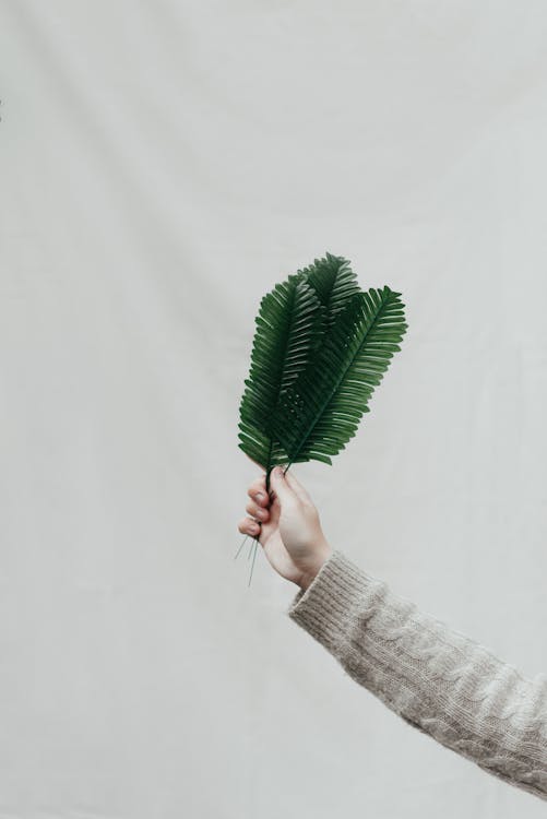 Free Crop unrecognizable person reaching out hand and showing tropical green leaves of fern against white background Stock Photo
