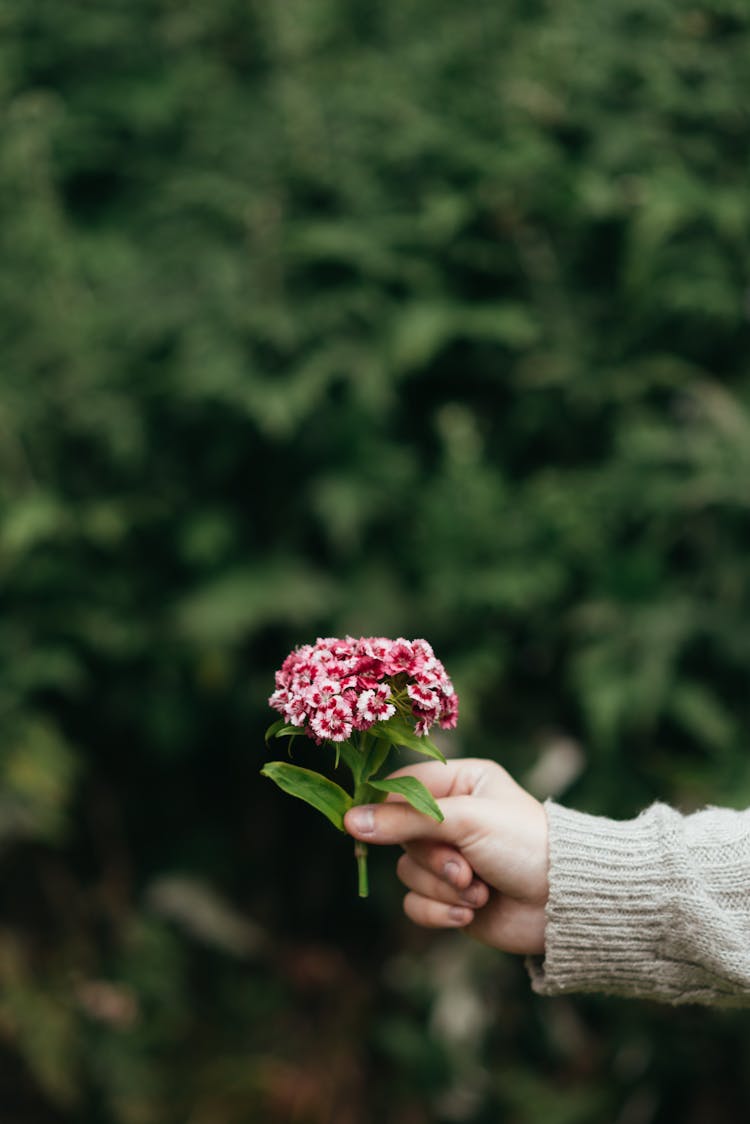 Person Showing Fresh Pink Sweet William Flower