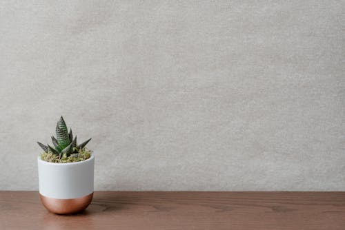 Green plant in pot on wooden table in house