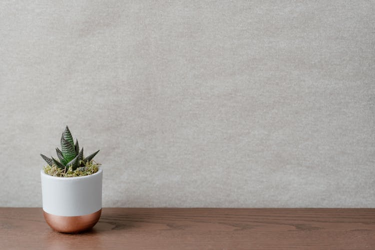 Green Plant In Pot On Wooden Table In House