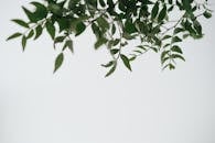 这种绿色植物的茎细长呈波浪形，叶子灵活，在日光下生长