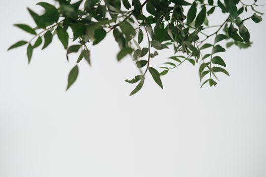 这种绿色植物的茎细长呈波浪形，叶子灵活，在日光下生长