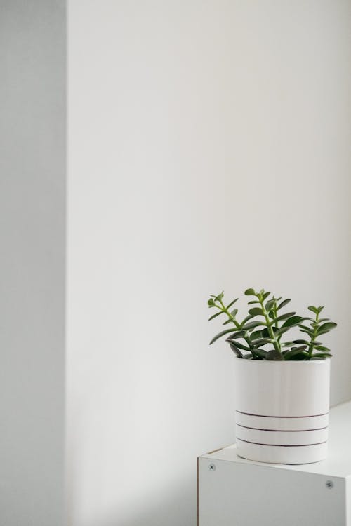 Green plant in ceramic pot near white walls