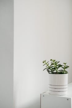 一种用于家居装饰的极简主义室内植物，栽种在白色陶瓷锅中，背景为白色
