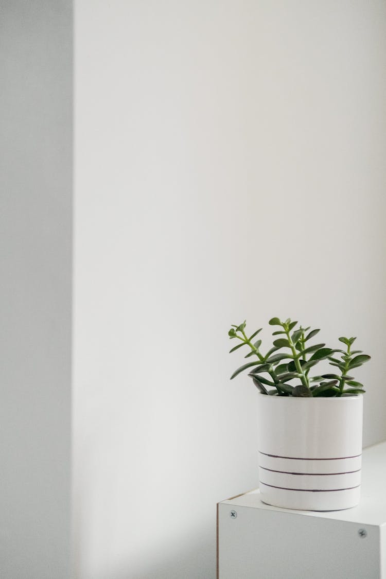 Green Plant In Ceramic Pot Near White Walls