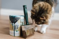 在明亮的房间里，专注的猫观察着镶木地板上绿色油漆罐附近的画笔