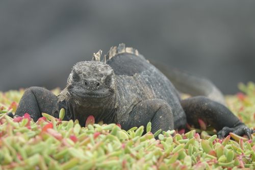 Free stock photo of ecuador, galapagos, iguana Stock Photo