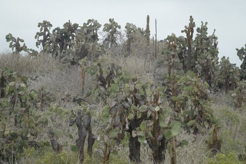 Free stock photo of cactus, ecuador, galapagos Stock Photo