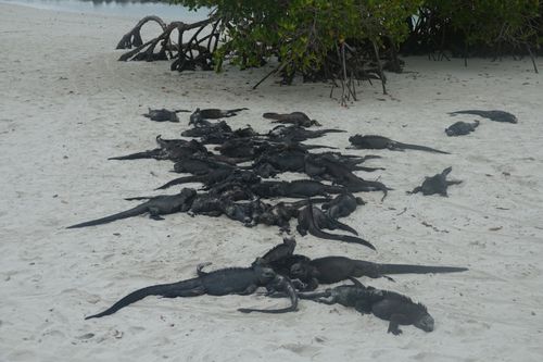 Free stock photo of ecuador, galapagos, iguana Stock Photo