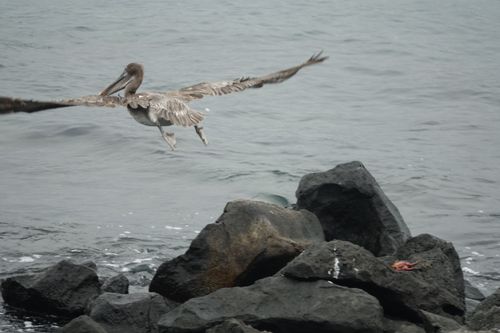 Free stock photo of bird, ecuador, galapagos Stock Photo