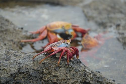 Free stock photo of crab, ecuador, galapagos Stock Photo