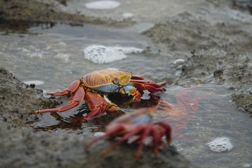 Free stock photo of crab, ecuador, galapagos Stock Photo