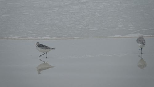 Free stock photo of bird, ecuador, galapagos Stock Photo