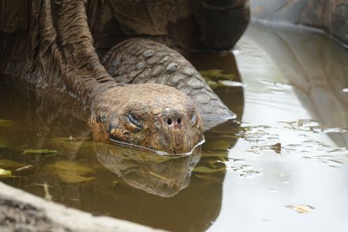 Free stock photo of ecuador, galapagos, tortoise Stock Photo