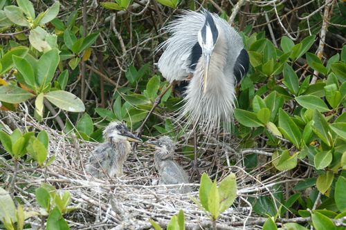 Free stock photo of angry, bird, ecuador Stock Photo