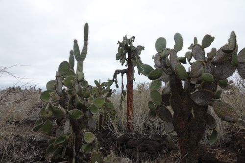 Free stock photo of cactus, ecuador, galapagos Stock Photo