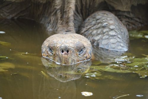 Free stock photo of ecuador, galapagos, tortoise Stock Photo