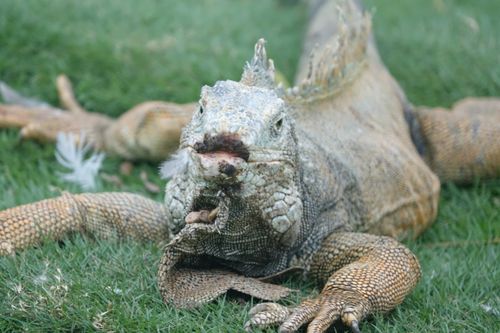 Free stock photo of ecuador, galapagos, iguana Stock Photo