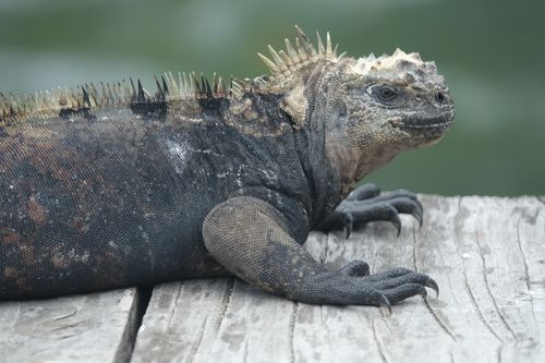 Free stock photo of ecuador, galapagos, iguana Stock Photo